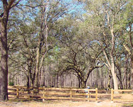Picnic Area at Belmore State Forest