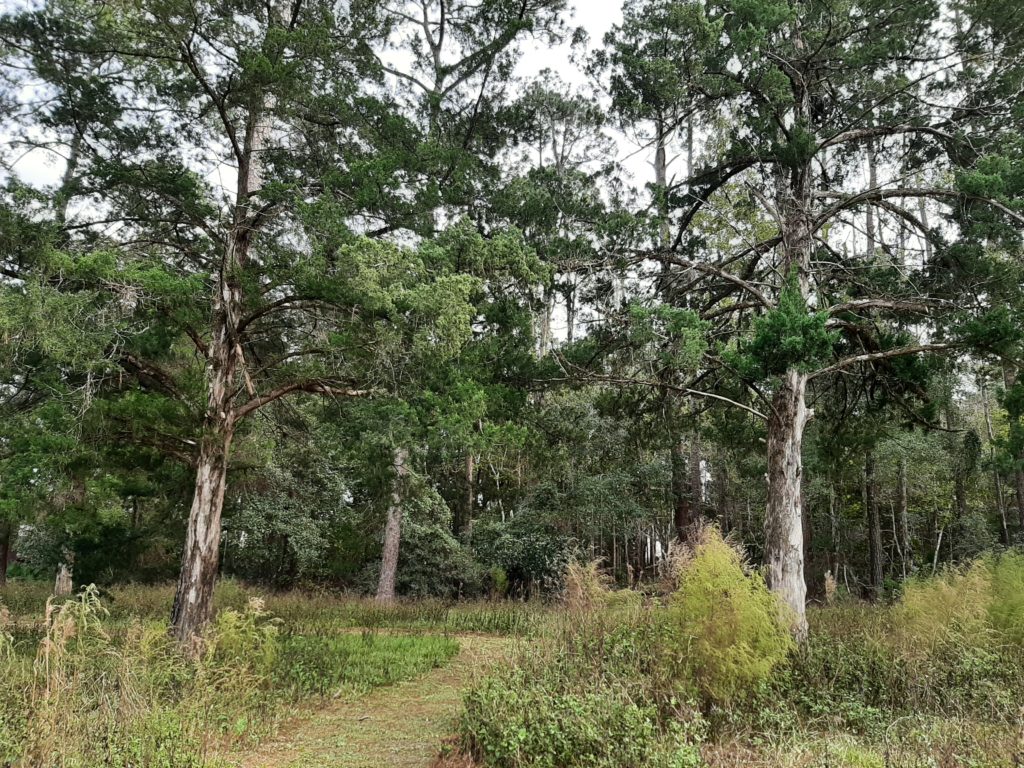 Camp Chow- Trails
