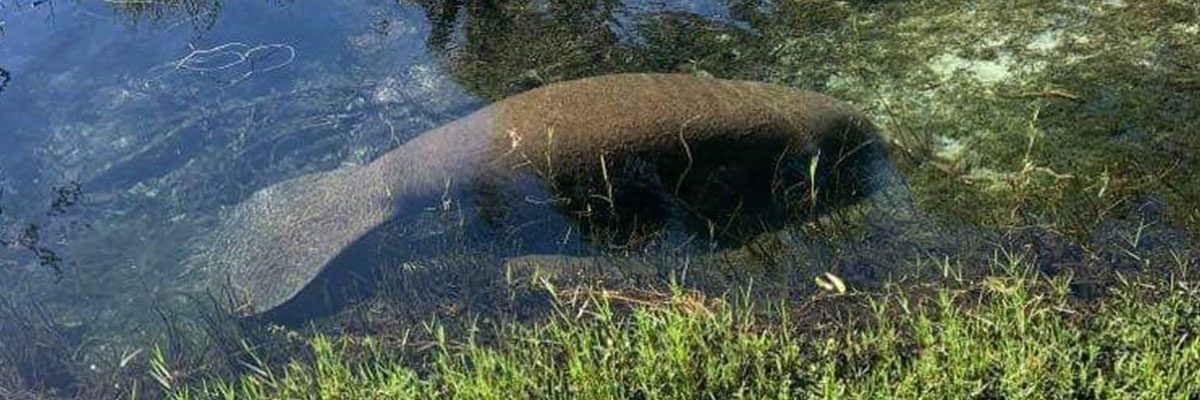 Manatee Viewing in Clay County