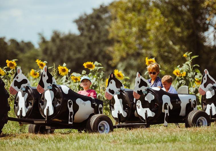 kids riding in small train painted like a cow