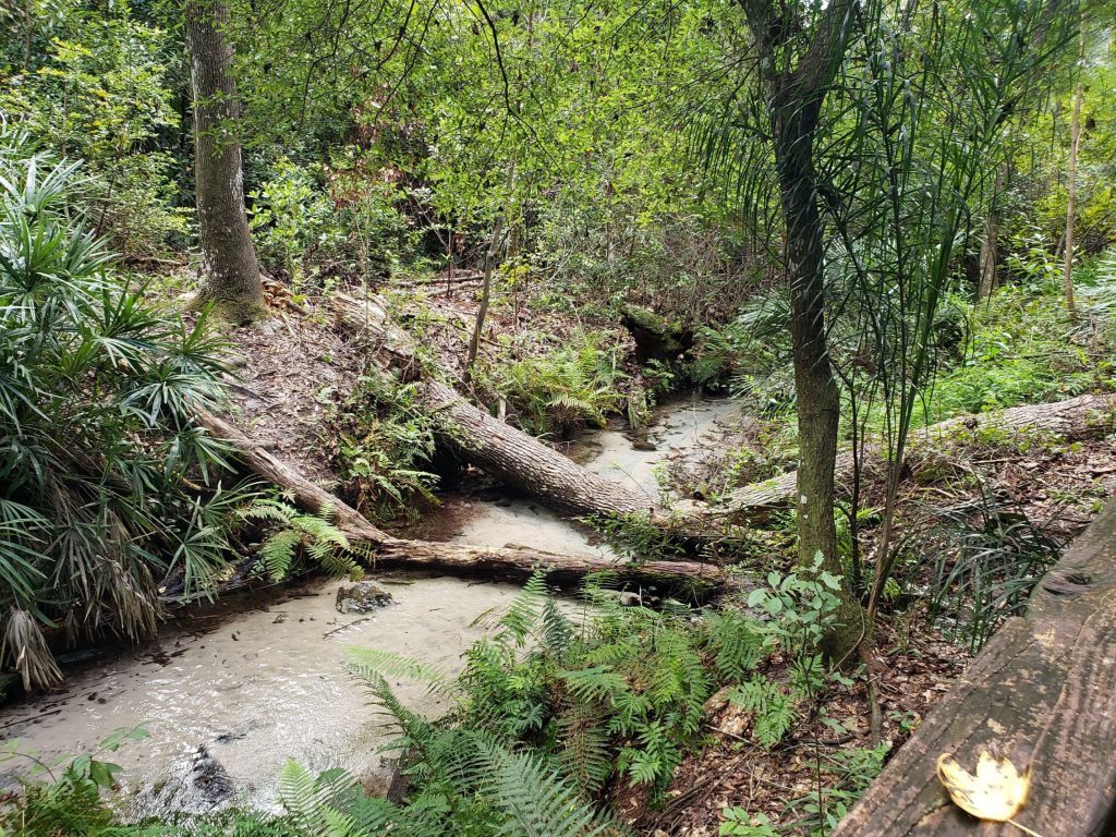 a lush forest with a creek