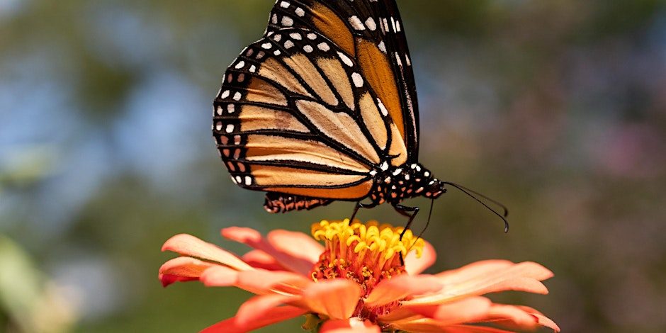 Image of a monarch butterfly on a orange flower