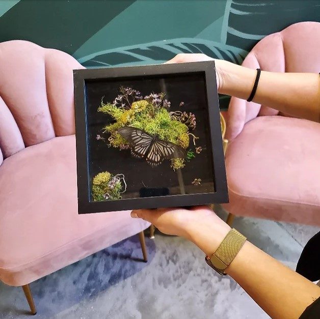 Hands holding shadow box with green moss, purple and yellow flowers and purple butterfly with pink arm chairs in the background