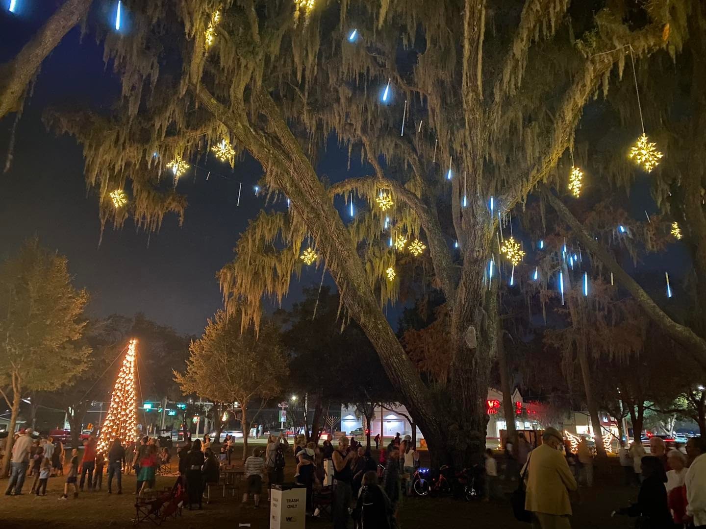 Tree outside of Town Hall lit up with holiday lights.