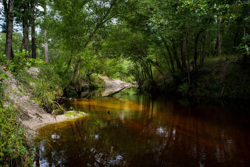 Creek in Jennings State Forest