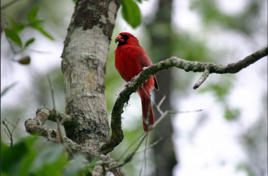 Cardinal at Crosby Sanctuary