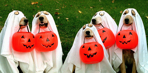 Dog-o-ween Feature Photo Five dogs dressed as ghosts holing plastic jack-o-lanterns.